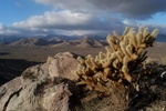Cholla - Anza-Borrego desert