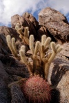 Cholla and fishhook cactus - Anza-Borrego desert