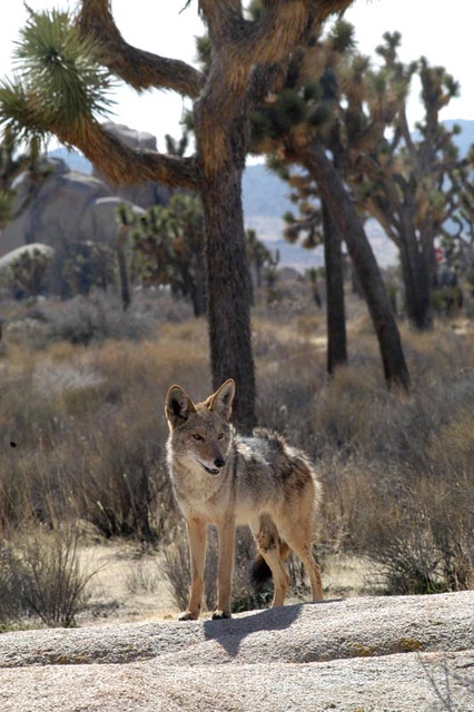Coyote in Joshua Tree
