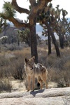 Coyote in Joshua Tree