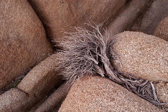 Dead bush and rocks