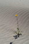 Desert sunflower - Anza-Borrego desert