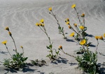 Desert sunflowers - Anza-Borrego desert