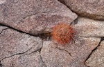 Fishhook cactus - Anza-Borrego desert
