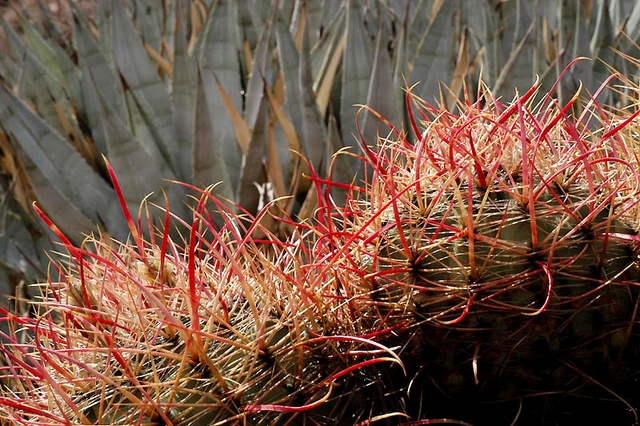 Fishhook cactus and agave - Anza-Borrego desert