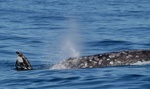 Gray whale 1