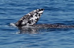 Gray whale 2