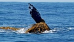 Gray whale 4