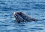 Gray whale 5