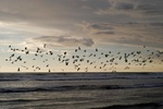 Gulls and ocean storm