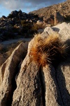 Hedgehog cactus - Anza-Borrego desert