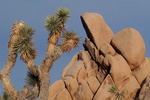 Joshua tree and rocks 2