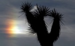 Joshua tree and sundog