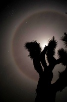 Highlight for Album: Anza-Borrego desert, Joshua Tree California