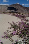 Sand verbena - Anza-Borrego desert