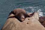 Sea lion sleeping