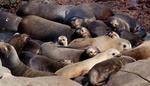 Sea lions - group nap