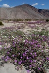 sand verbane and primrose - Anza-Borrego desert