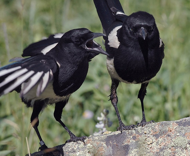 Magpie fledging begging for food