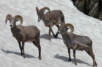 Highlight for Album: Rocky Mountain National Park, Colorado