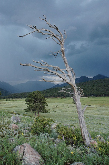 dead tree in storm