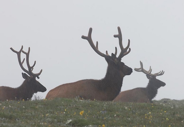 elk