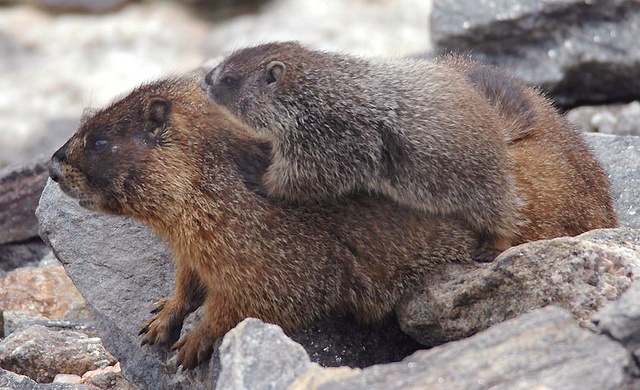 baby marmot