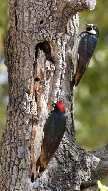 Acorn woodpeckers
