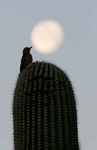 Gila woodpecker and moon