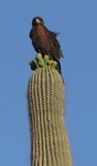 Harris hawk on saguaro