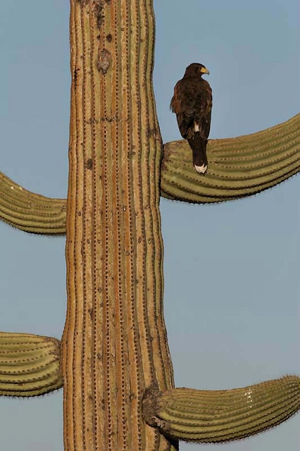 Harris hawk on saguaro 3