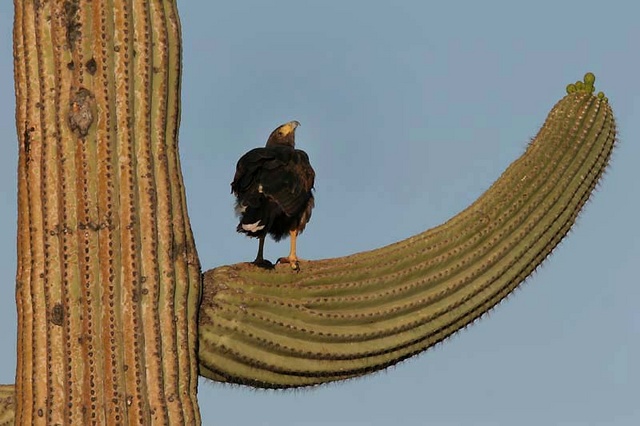 Harris hawk on saguaro arm 2