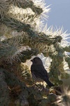 House finch in chola