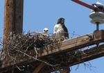 Red tailed hawk nest on pole
