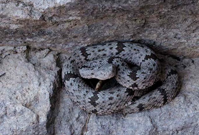 Rattlesnakes In Arizona