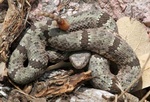 Rock rattlesnake3