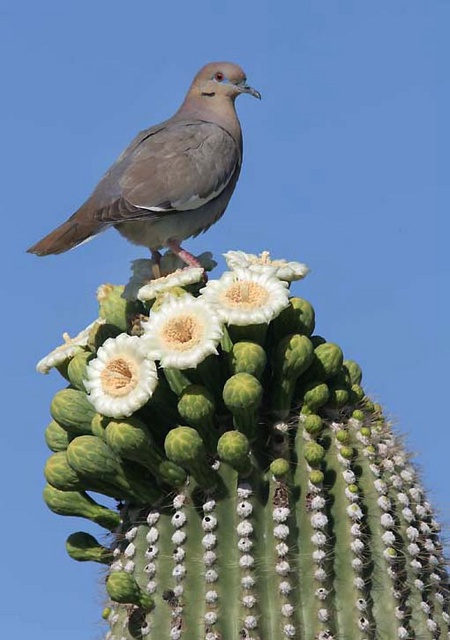 White winged dove on flowering saguaro