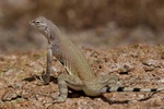 Zebratail lizard