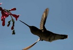 broad billed hummingbird 2