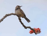 cactus wren on ocotillo