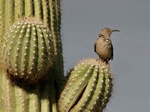 curved billed thrasher on sagauro