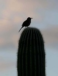 curved billed trasher at sunrise