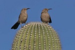 curved billeld thrasher pair