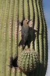gila woodpecker at nesthole