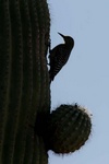 gila woodpecker at sagauro nest