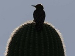 gila woodpecker on sagauro