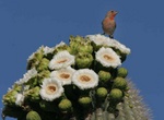 house finch on sagauro