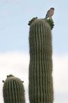 kestral on saguaro