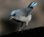 mexican jay