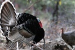 turkey courtship